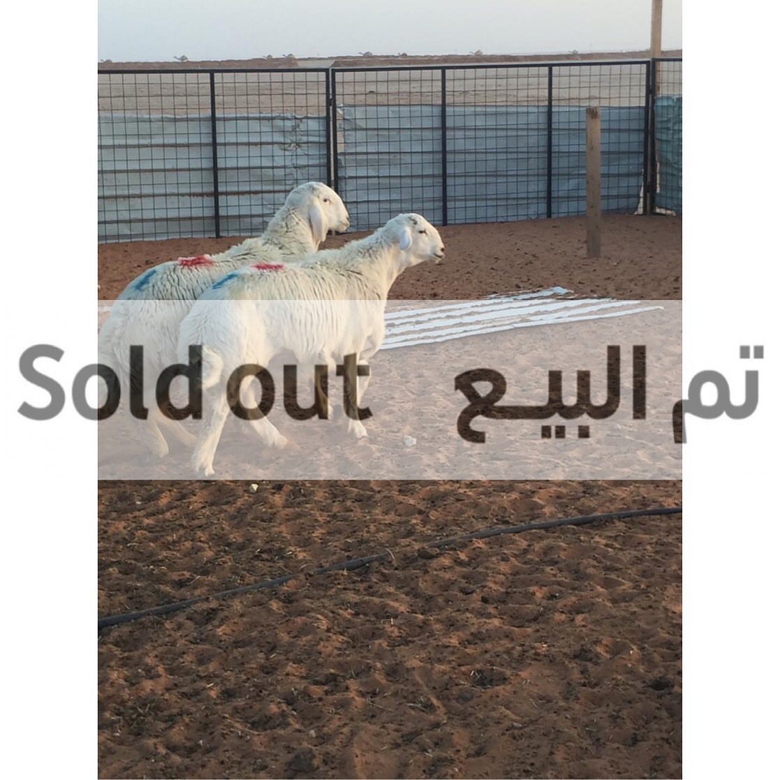 شكراً لثقتكم زبائننا الكرام ❤️ كما يسعدنا خدمتكم في مدينة #الرياض #السعوديه تواصلوا معنا على #سناب #سناب_شات m0553344076 أو على جوال 0553344076 #بيع #شراء #ذبايح #حري #نعيمي #نجدي