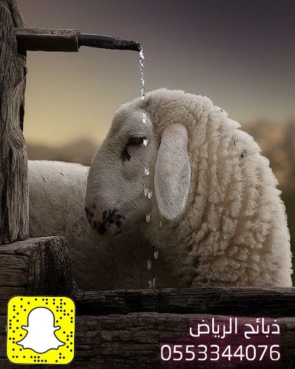 #ذبيحة #لايك #صور #صورة #صوره #شعر #انستقرام #بوح #ضحك #الرياض #السعودية