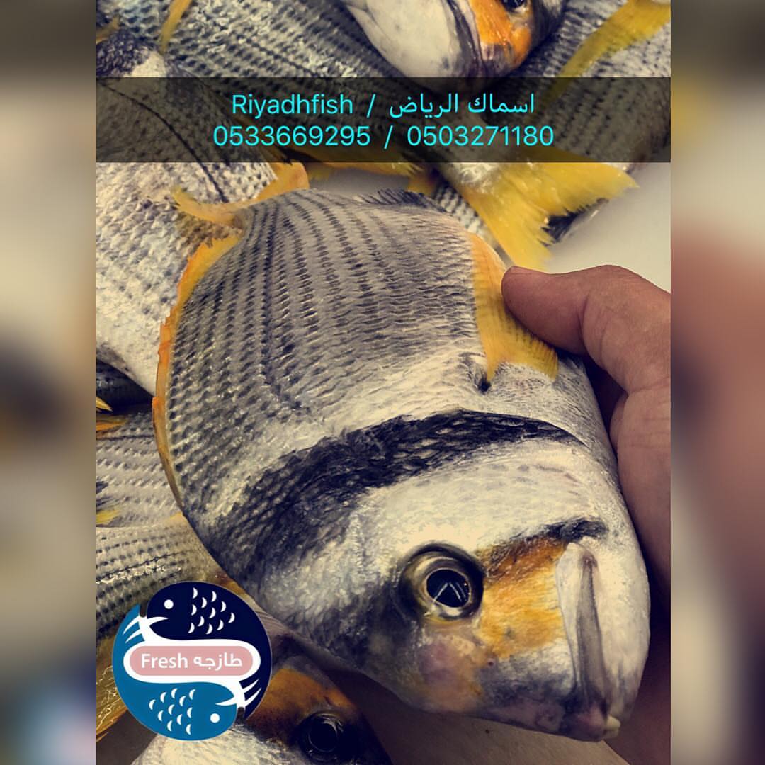 سمك الفسكر ، طعم مميز ولذيذ جداً جداً .
نتشرف بخدمتكم في توفير .
( الأسماك و الروبيان ) الطازجه والبحريه .
0533669295 - 0503271180
.
توصيل الى باب بيت العميل .
تغليف بطريقه مناسبه وفي ثلاجه فلين خاصه .
في حال وصول الطلبيه وعندك أي ملاحظات لك الحق الكامل في إسترجاع فلوسك ونجيك نستلم بضاعتنا .
وبإذن الله نسعى إلى رضاكم وراحتكم ...
#أسماك #سمك #الشرقيه #صيد #لفاح #حداق #الرياض #الدمام #الخبر #الجبيل #كنعد #هامور #هامور_عربي #روبيان #شعري #سلمون #توصيل_اسماك #اسماك_الرياض #شباب #بضاعة #تصويري #صورة #واتساب #تصوير_تجاري #تجارة #اعلان #متجر #تسويق_الكتروني