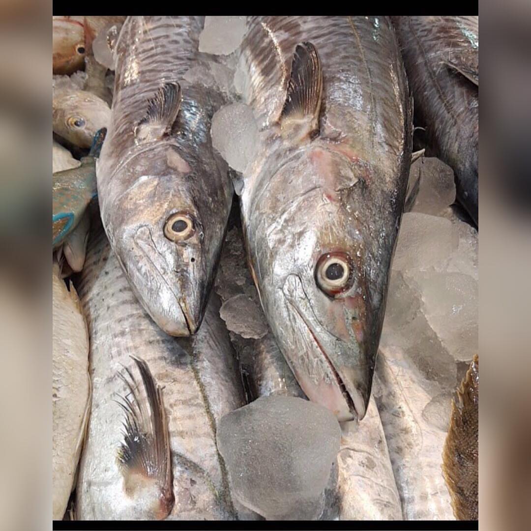 نتشرف بخدمتكم في توفير .
( الأسماك و الروبيان ) الطازجه والبحريه .
توصيل الى باب بيت العميل .
تغليف بطريقه مناسبه وفي ثلاجه فلين خاصه .
في حال وصول الطلبيه وعندك أي ملاحظات لك الحق الكامل في إسترجاع فلوسك ونجيك نستلم بضاعتنا .
وبإذن الله نسعى إلى رضاكم وراحتكم ...
#أسماك #سمك #الشرقيه #صيد #لفاح #قراقير #حداق #الرياض #الدمام #الخبر #الجبيل #القطيف #الاحساء #كنعد #هامور #عندق #هامور_عربي #هامور_مشوي #روبيان #سبيطي #شعري #سلمون #توصيل_اسماك #اسماك_بحريه #اسماك_الرياض #أسماك_الرياض