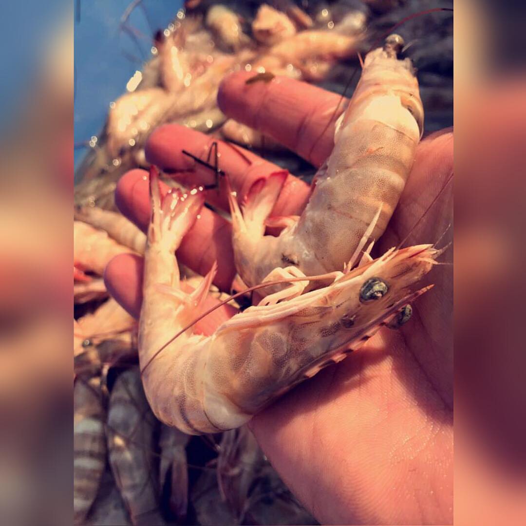 نتشرف بخدمتكم في توفير .
( الأسماك و الروبيان ) الطازجه والبحريه .
توصيل الى باب بيت العميل .
تغليف بطريقه مناسبه وفي ثلاجه فلين خاصه .
في حال وصول الطلبيه وعندك أي ملاحظات لك الحق الكامل في إسترجاع فلوسك ونجيك نستلم بضاعتنا .
وبإذن الله نسعى إلى رضاكم وراحتكم ...
#أسماك #سمك #الشرقيه #صيد #حداق #الرياض #الدمام #الخبر #الجبيل #القطيف #الاحساء #كنعد #هامور #روبيان #سبيطي #شعري #سلمون #توصيل_اسماك #اسماك_بحريه #اسماك_الرياض