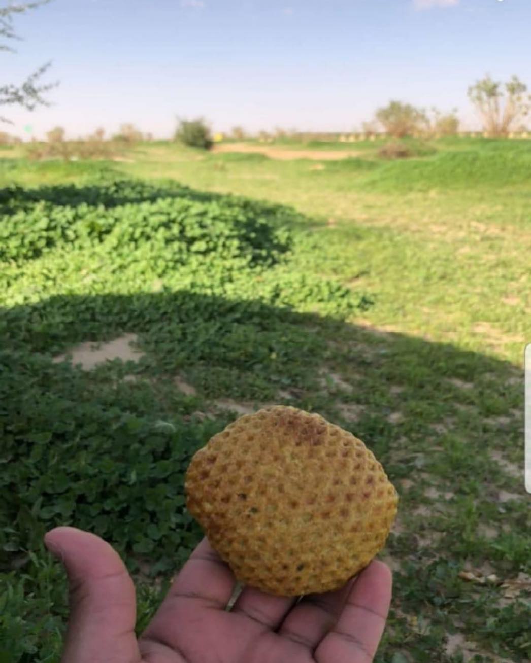 الخضرة والسماء والكليجا الحسن♥️
صباحكم تفاءل ورضا