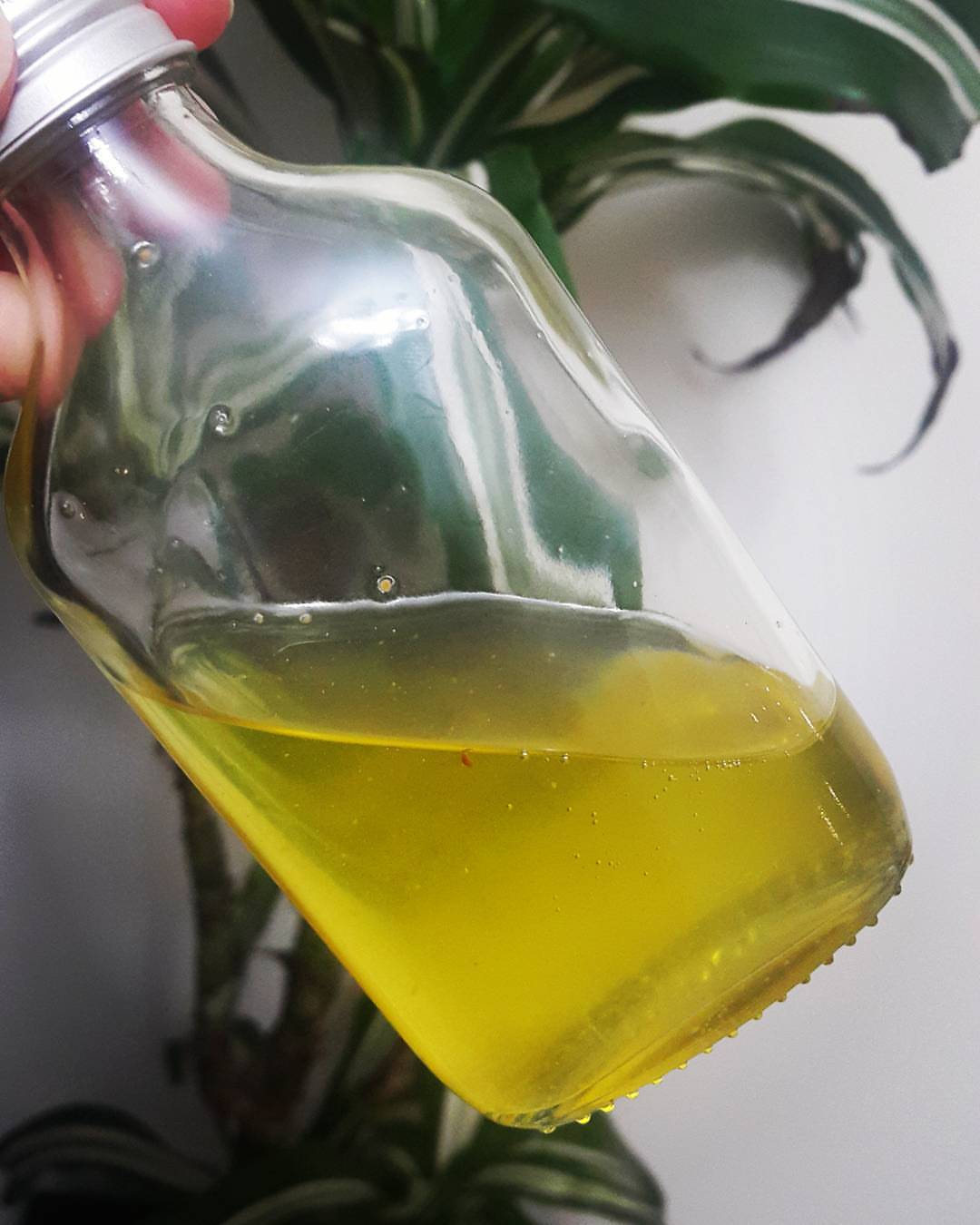 باكورة إنتاج زيت البندق .. #فوائد_زيت_البندق #تخفيض_الوزن_الزائد #خفض_الوزن
#hazelnuts #hazelnuts_oil #penefits #loosingweight