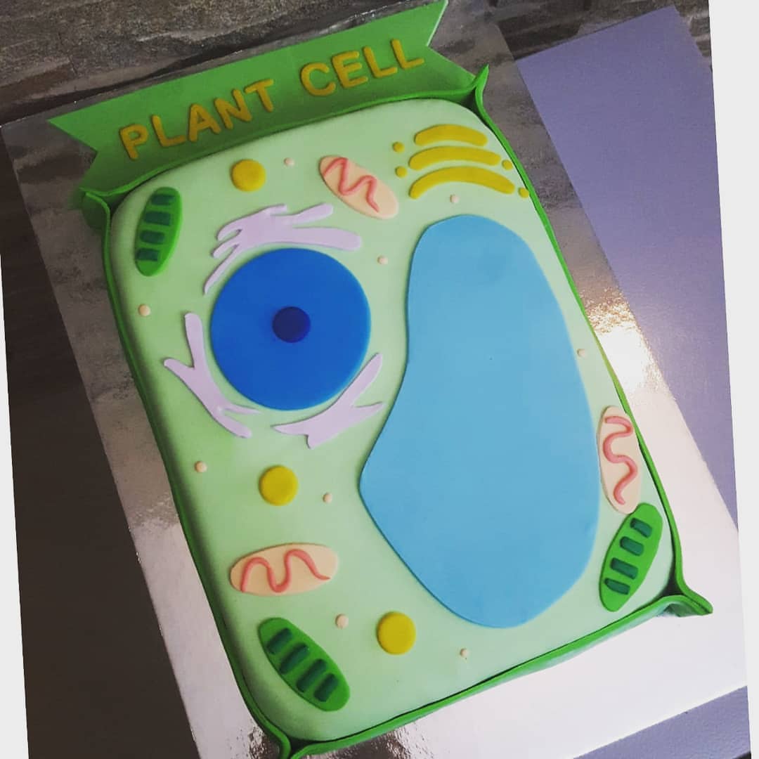 #plantcell#plantcellcake#yasmeencakes #dubaicake#chocolate#sweets#vanillacake#flagday#uaecake#nutellacake#ajman#sharjah#schoolproject#sciencecake#science#biology#homemade#cakedecorating
