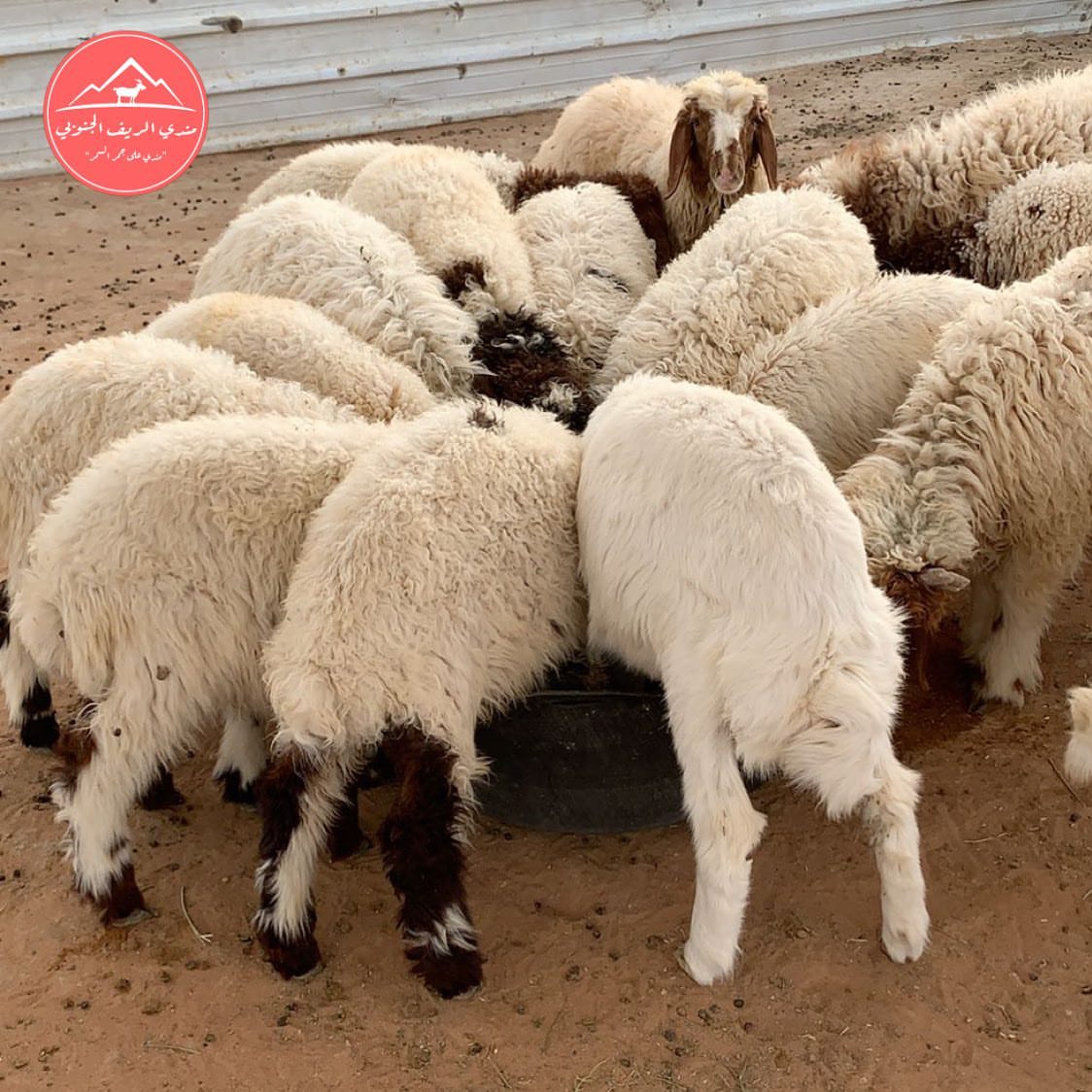 صحة وعافية
.
.
.
#الرياض #حنيذ #مرخ #تيوس #تيس
#مندي_لحم #طبخ #طبخات #لذيذ #مطعم #مطبخ #كبسه #هرفي #رز #كبدة #تيس_لباني #تيس_عارضي #تيس #مفطح #نعيمي #تيوس #جريش #مرقوق #تيس #لحوم #مندي #حري #مقلقل #اكل #لحم