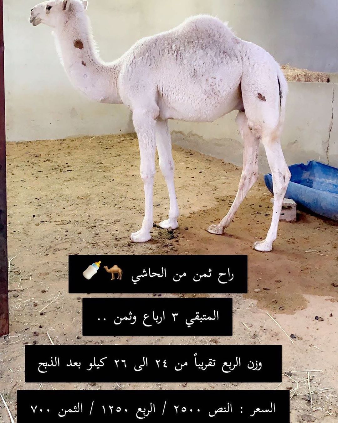 حاشي كامل