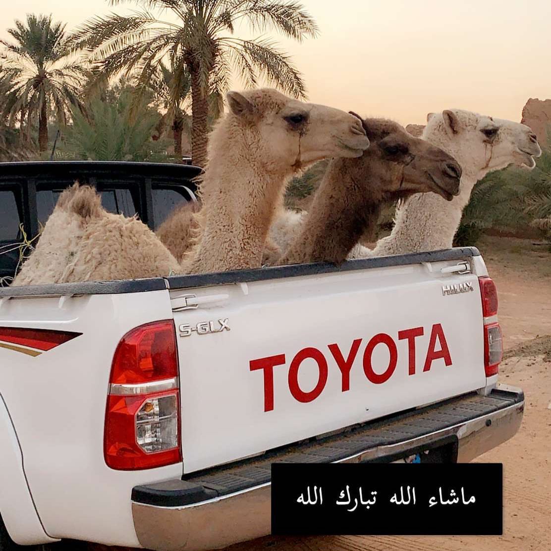 الحاشي بعد التقطيع