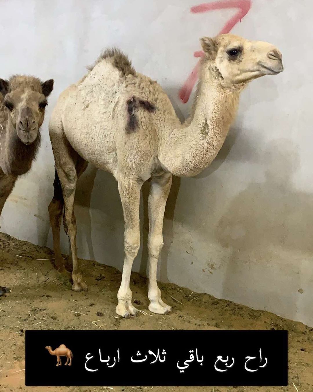 الحاشي بعد التقطيع