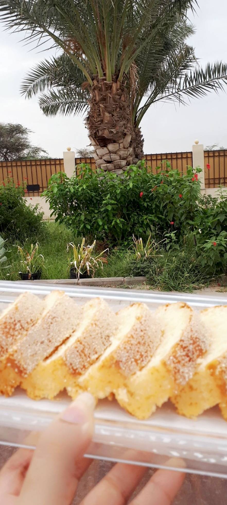 كيك